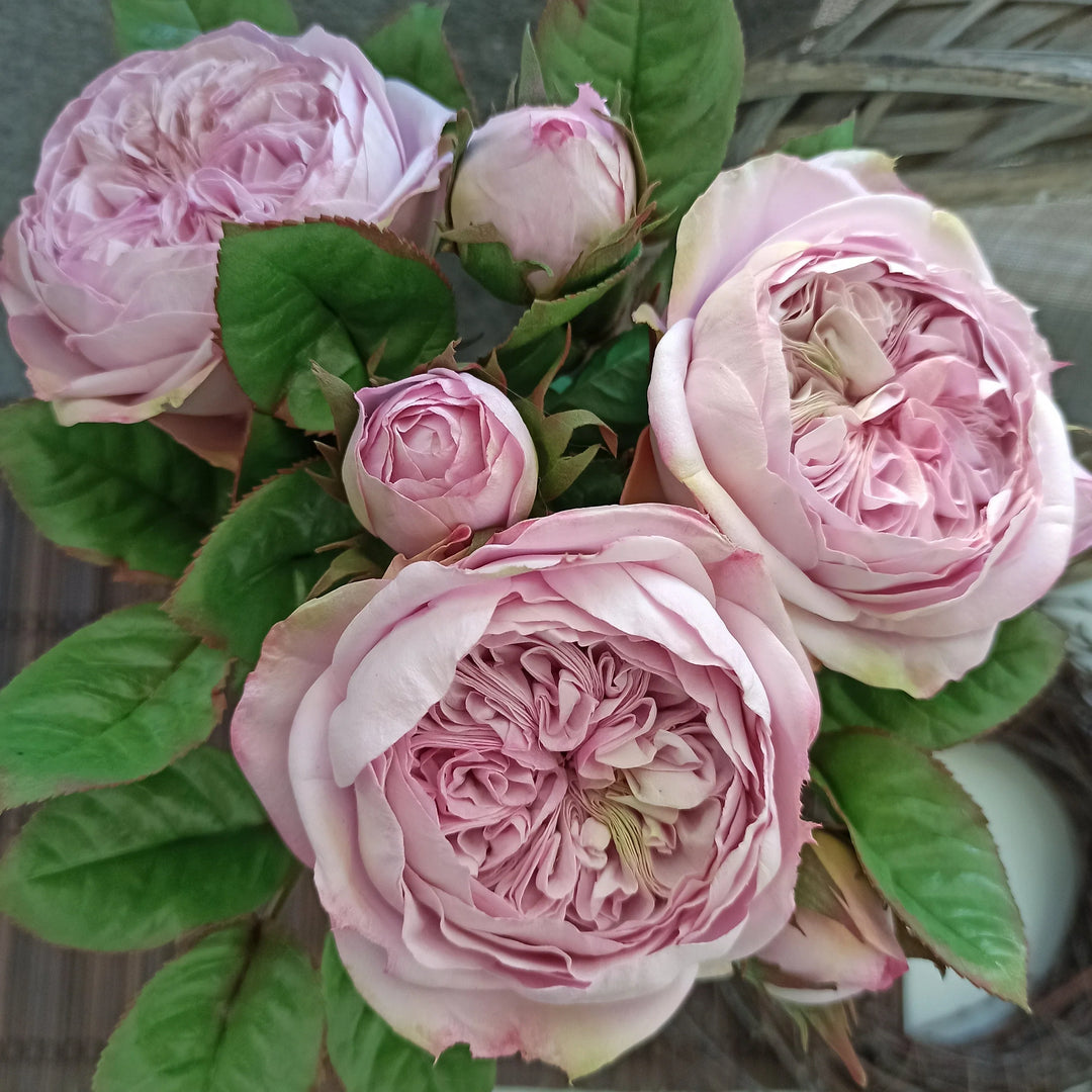 pink heritage flower seeds