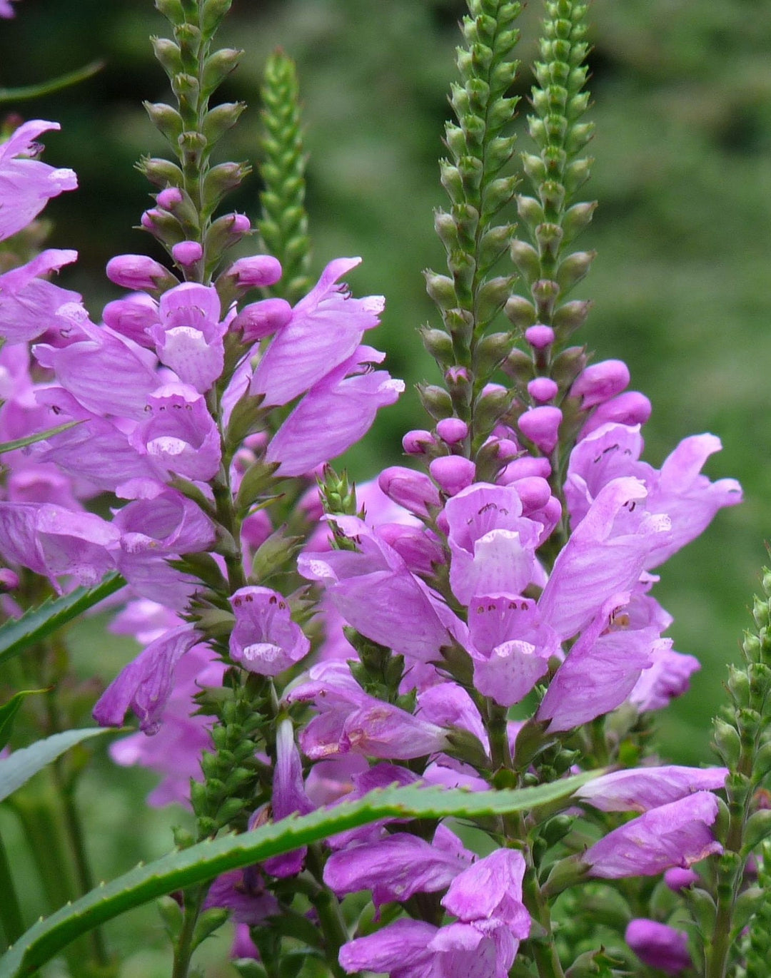 Pink Physostegia Blomsterfrø til udplantning 100 stk