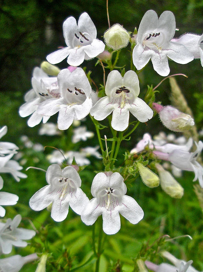 Penstemon White Flower Seeds for Planting – Organic, Heirloom, Non-GMO High Germination Organic Garden Seeds