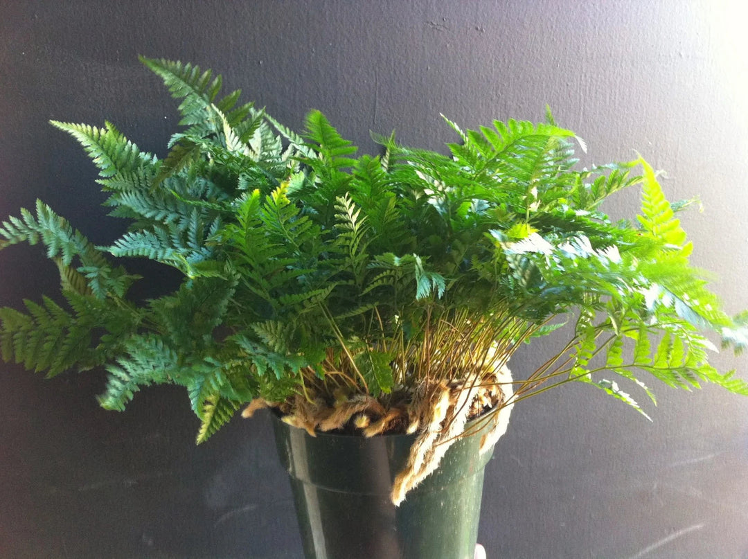 Fern Green Plant Seeds for Planting - 100 pcs