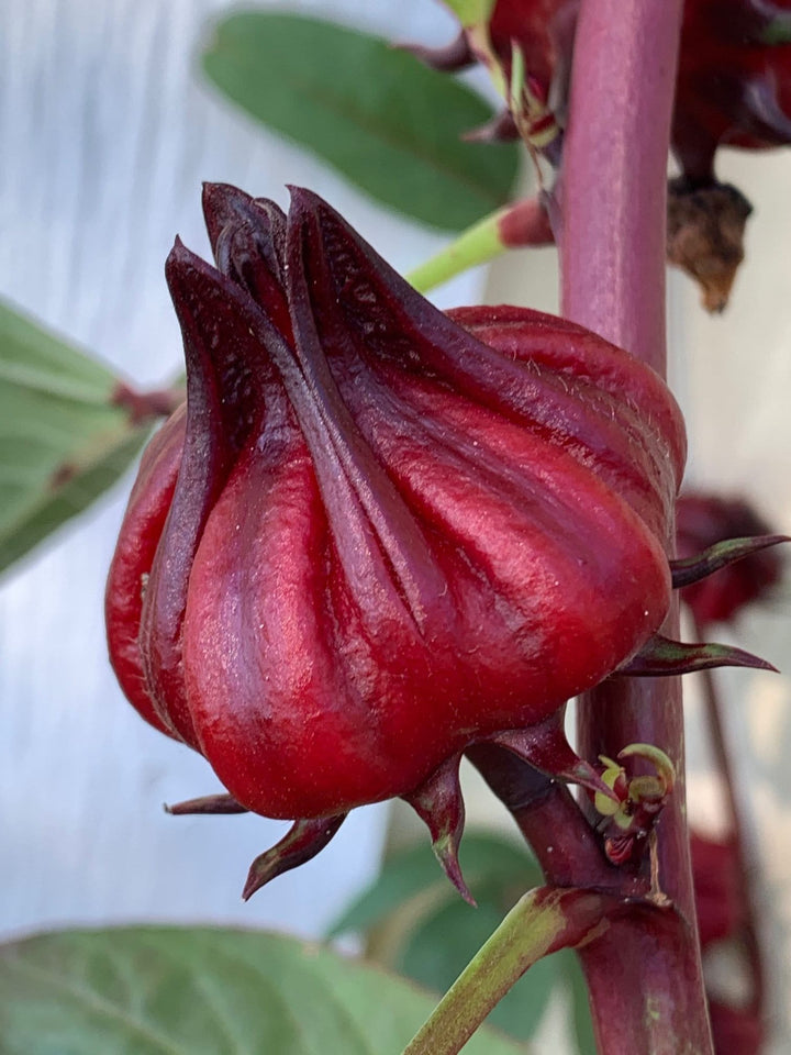 Roselle Hibiscus Blomsterfrø til udplantning, 100 stk