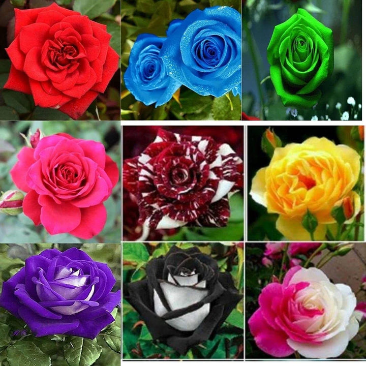 Mixed Rose Flower Seeds for Planting – Heirloom, Non-GMO, High Germination Organic Garden Seeds