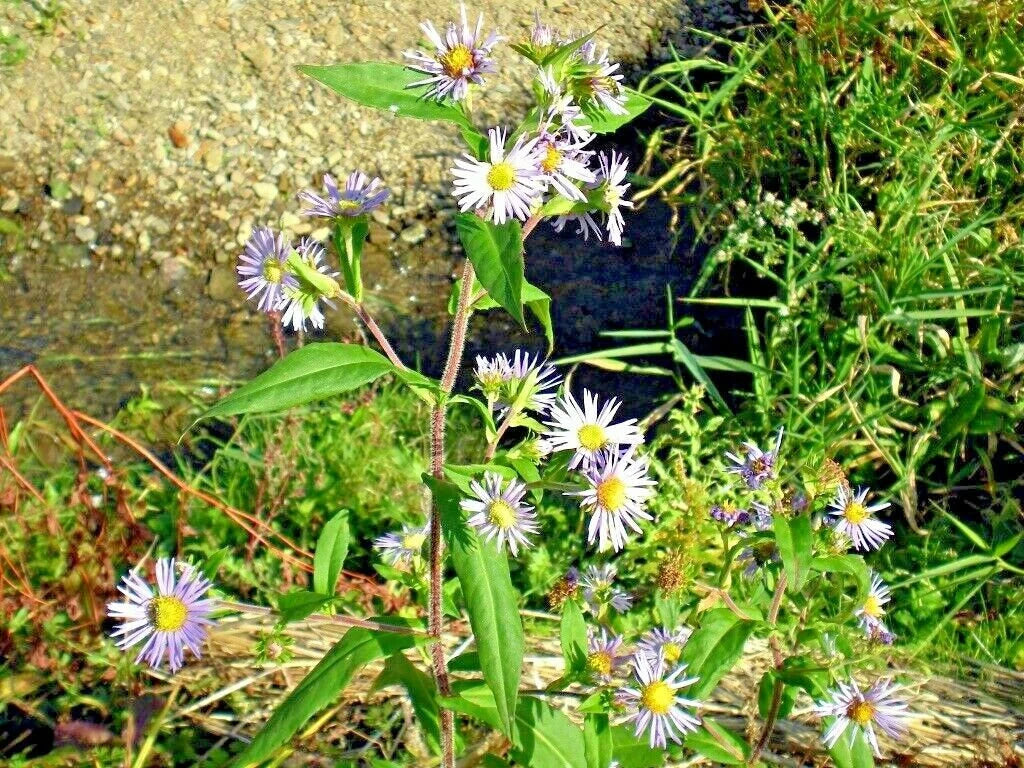 Heirloom Climbing Aster Flower Seeds for Planting - Non-GMO, High Germination Organic Perennial Garden Seeds