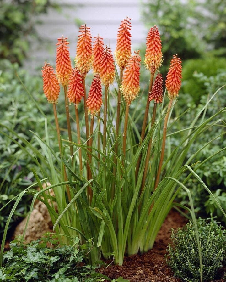 Orange flerårige blomsterfrø til plantning 100 stk