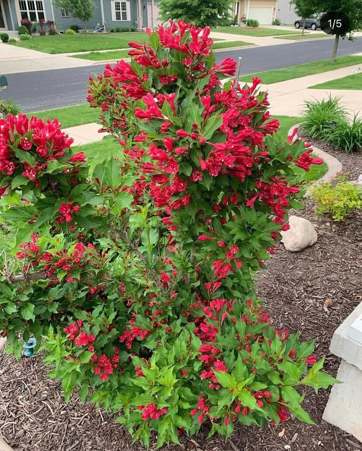 Red Weigela Flower Seeds for Planting – Heirloom, Non-GMO, High Germination Organic Garden Seeds