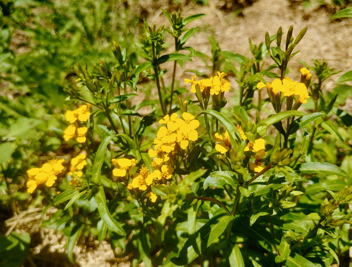 Heirloom Non-GMO Tagetes Lucida Flower Seeds for Planting – Fragrant &amp; Medicinal Organic Garden Seeds