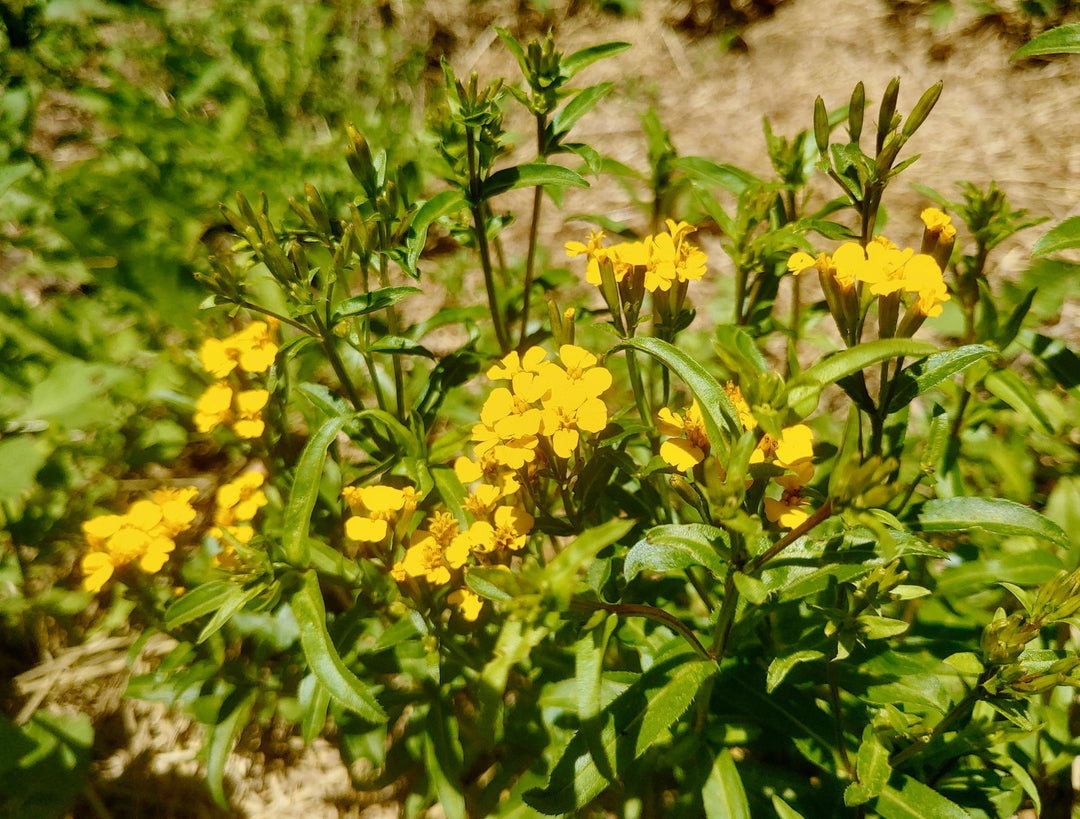 tagetes lucida flower seeds