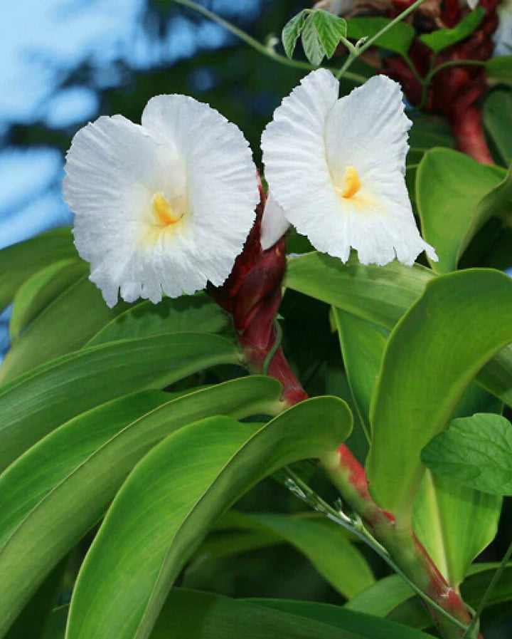 Heirloom Non-GMO Costus Barbatus Flower Seeds for Planting – High Germination Tropical Spiral Ginger Blooms