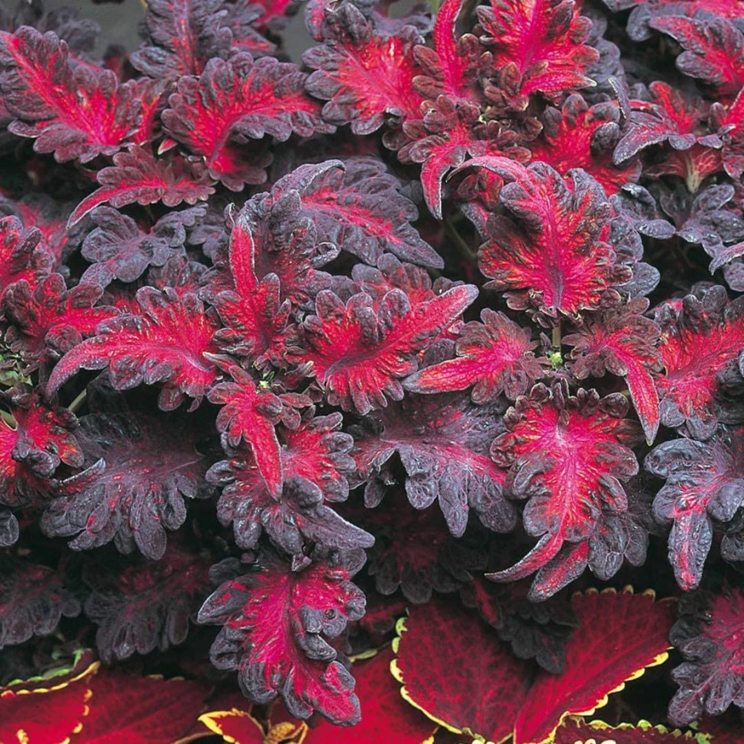 Black Dragon Coleus Flower Seeds for Planting - 100 pcs