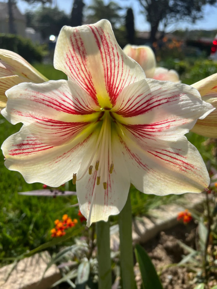 Heirloom Non-GMO Hippeastrum Rutilum Flower Seeds – High Germination Bulbs for Planting Organic GardenHeirloom Non-GMO Hippeastrum Rutilum Flower Seeds – High Germination Bulbs for Planting Organic Garden