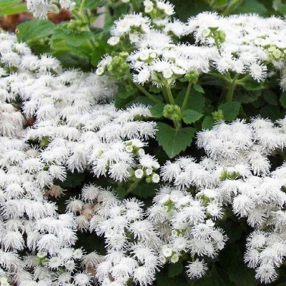 white ageratum flower seeds