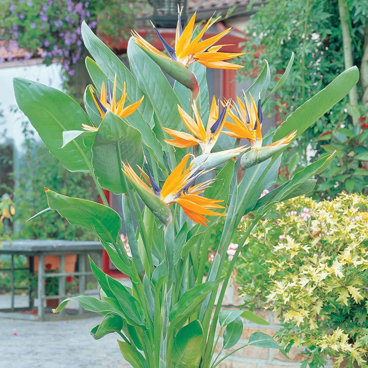 Yellow Blue Strelitzia Reginae Seeds for Planting - 100 pcs