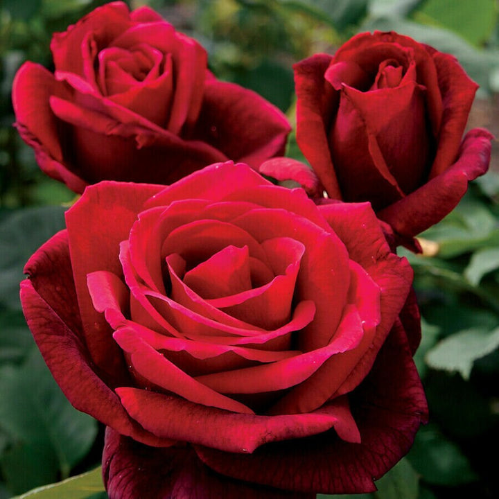 Thick Red Osiria Rose Flower Seeds for Planting 100 pcs