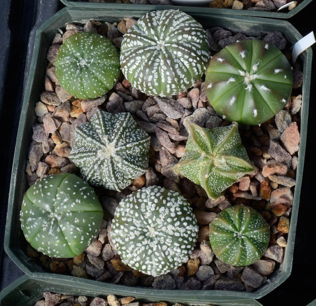 Astrophytum plantefrø til udplantning, 100 stk