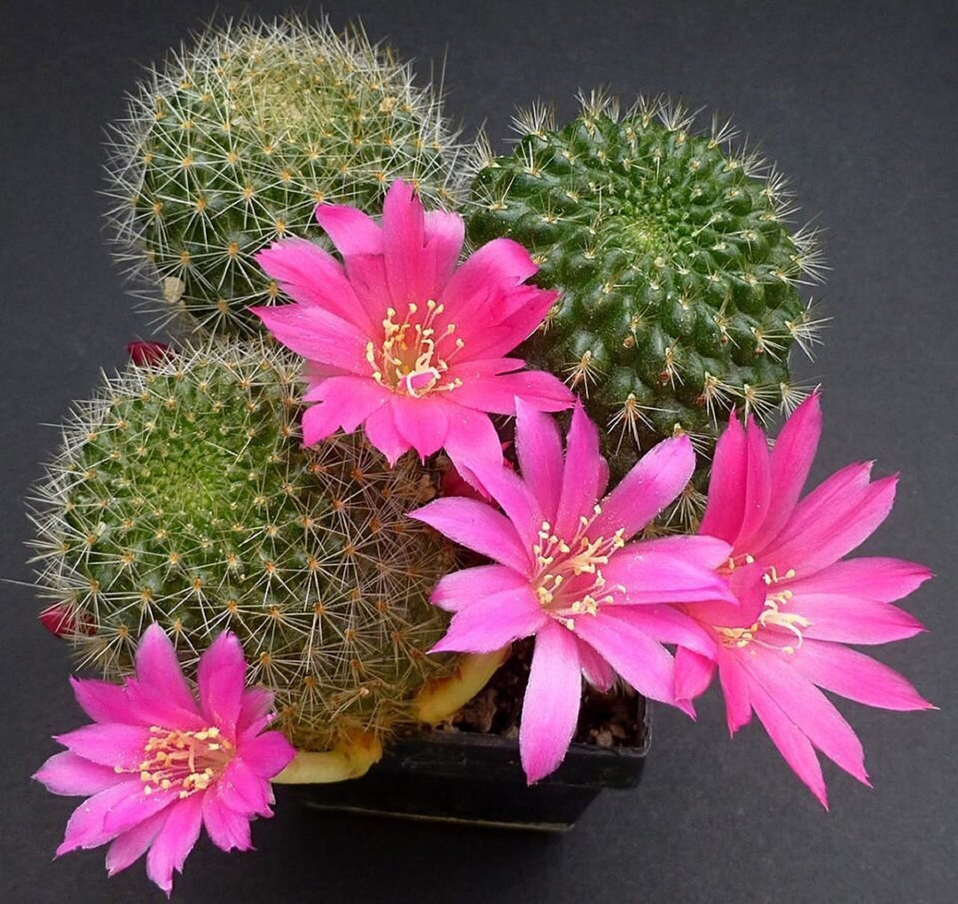 pink heirloom flower seeds