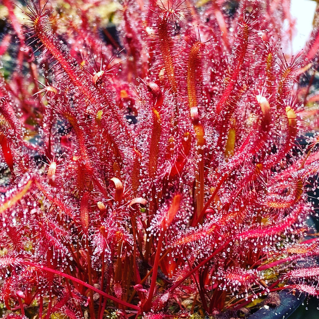 Red Sundew Plant Seeds – Heirloom, Non-GMO Carnivorous Seeds for Planting, High Germination