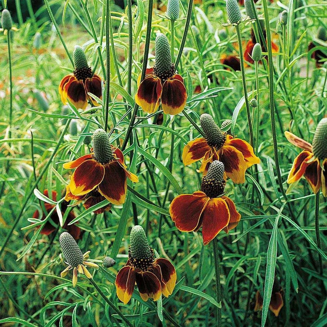 Heirloom Non-GMO Ratibida Flower Seeds for Planting – Hardy Native Wildflower Blooms | High Germination