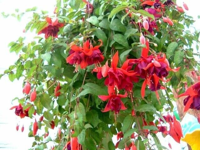 Fuchsia Flower Seeds for Planting Dark Pink Orange - Heirloom, Non-GMO, High Germination Organic Garden Seeds