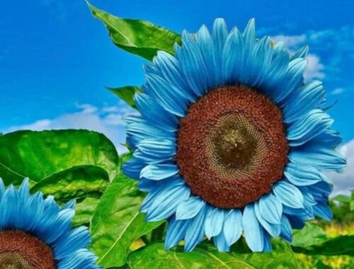 blue sunflower seeds for planting Heirloom Sky Blue Sunflower Seeds for Planting – Non-GMO, High Germina – Neeraseeds