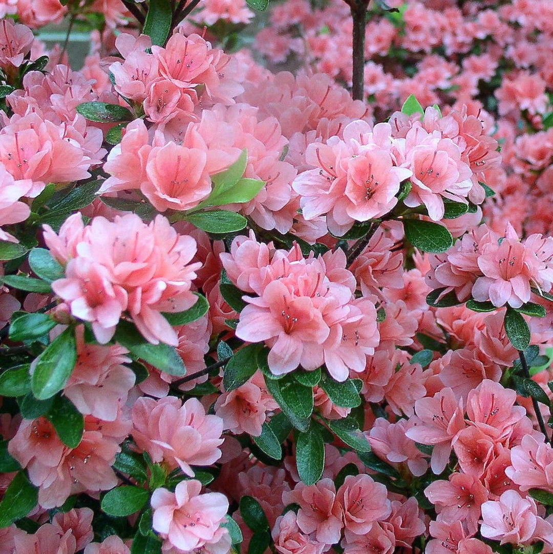 Rhododendron Flower Seeds for Planting - Mixed Colors 100 pcs