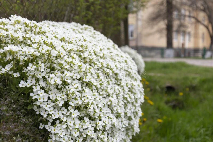 Aubrieta Cultorum Blomsterfrø til udplantning - Hvide 100 stk