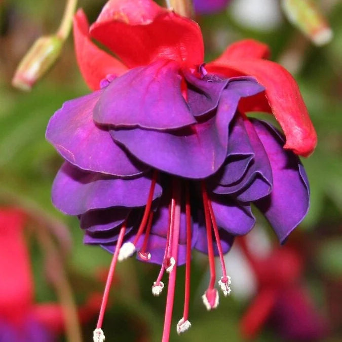 Pink Violet Fuchsia Hybrida Flower Seeds for Planting - Non GMO