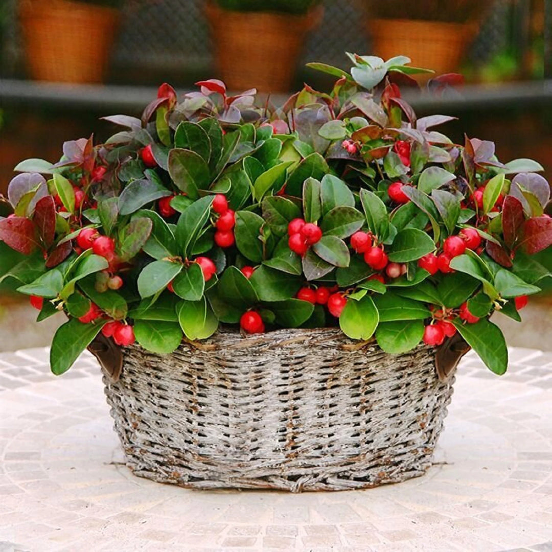 Wintergreen Flower Seeds for Planting - 100 pcs