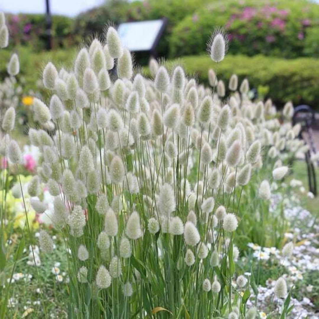 Heirloom Non-GMO Lagurus Ovatus Flower Seeds for Planting – Bunny Tail Grass Ornamental Blooms
