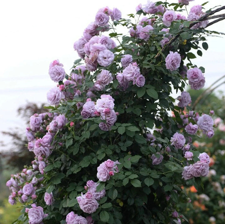 Purple Climbing Roses Flower Seeds for Planting - 100 pcs