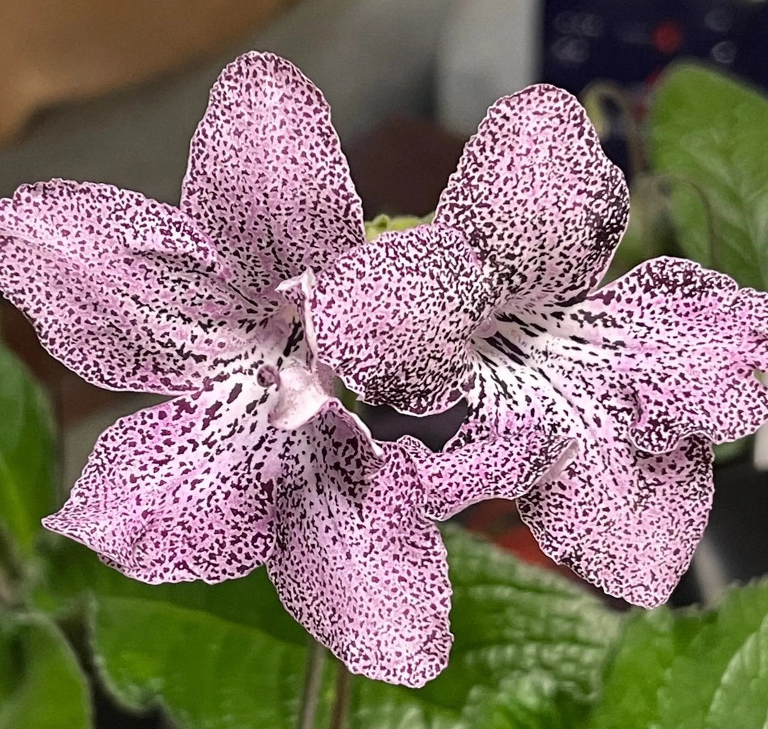 streptocarpus for flower seeds