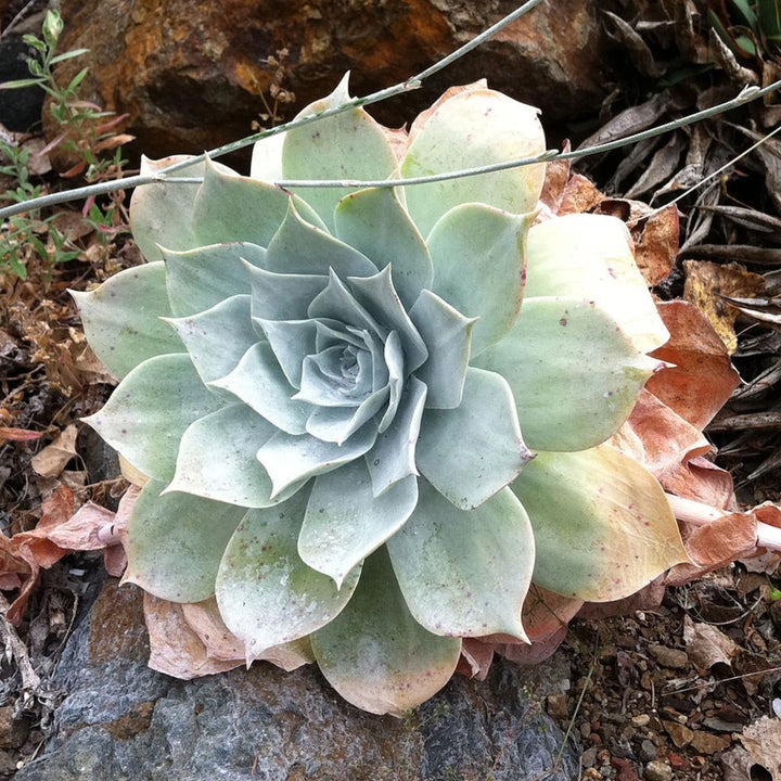 Green Dudleya Plant Seeds for Planting - 100 pcs