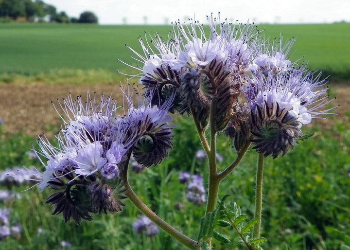 Fiddleneck Blomsterfrø til Plantning 100 stk