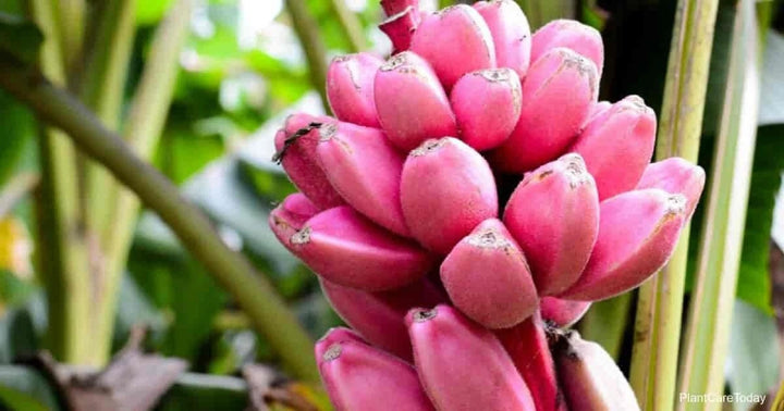 Bananfrugtfrø til plantning Mørk Pink 100 stk