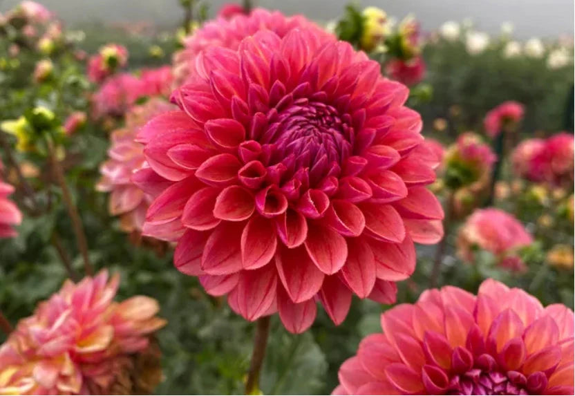 Lyserøde Dahlia Blomsterfrø til udplantning - 100 stk