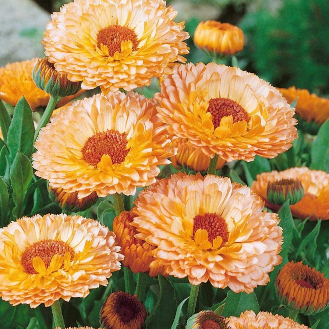 Pink Marigold Flower Seeds for Planting, 100 pcs