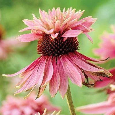 Heirloom Echinacea Double Decker Coneflower Seeds for Planting - Vibrant Blooms, Non-GMO Garden Seeds