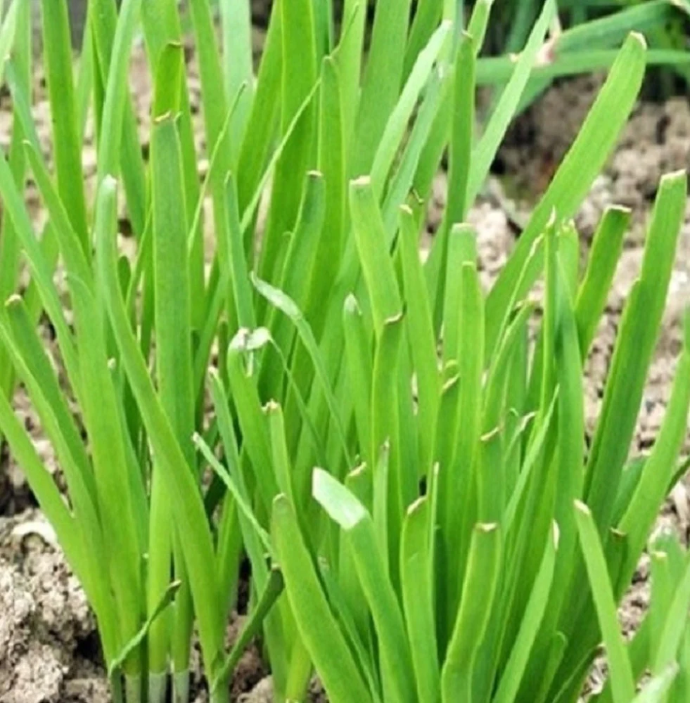 Garlic Chives Planting Non Gmo Heirloom Let Love Grow Flower Seeds Home Garden Planting,