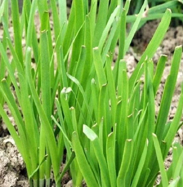 Garlic Chives Planting Non Gmo Heirloom Let Love Grow Flower Seeds Home Garden Planting,