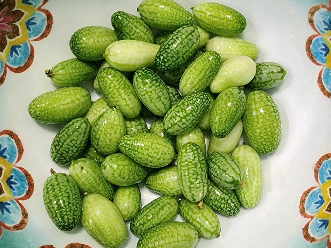 Cucamelon Seeeds (Green Scabra) Vegetable Seeds for Planting heirloom & Non-GMO Seeds