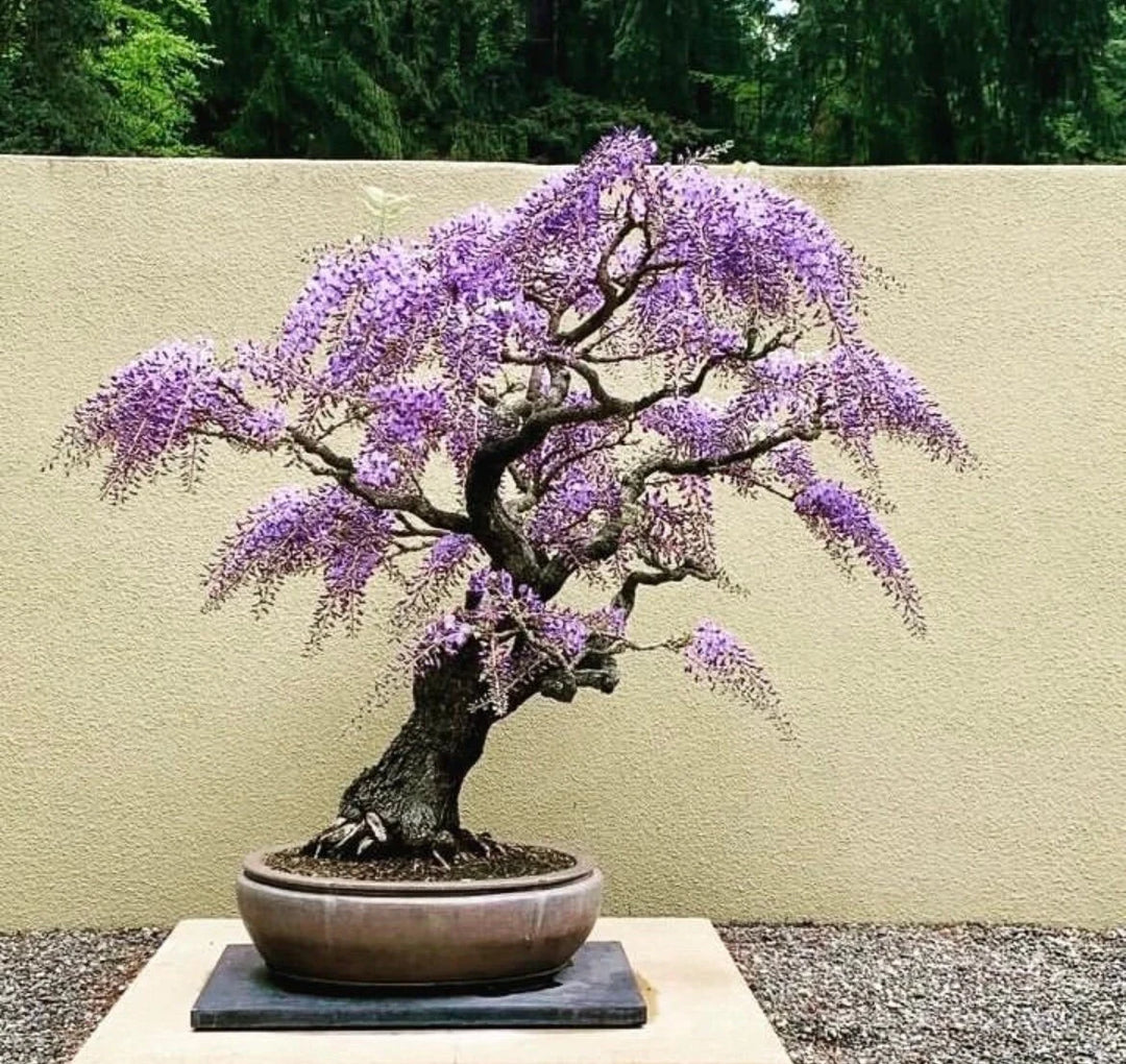 Simsii Bonsai Flower Seeds in Violet for Planting – Heirloom, Non-GMO, High Germination Garden Seeds