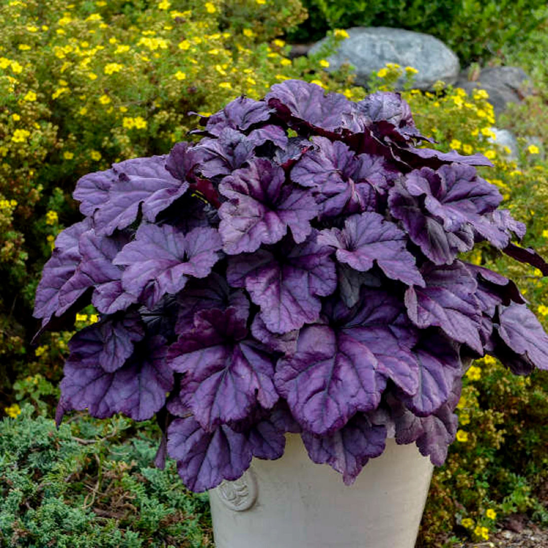 Purple Heuchera Plant Seeds for Planting - Heirloom, NON-GMO Seeds - Shade-Loving Perennial Garden Flower