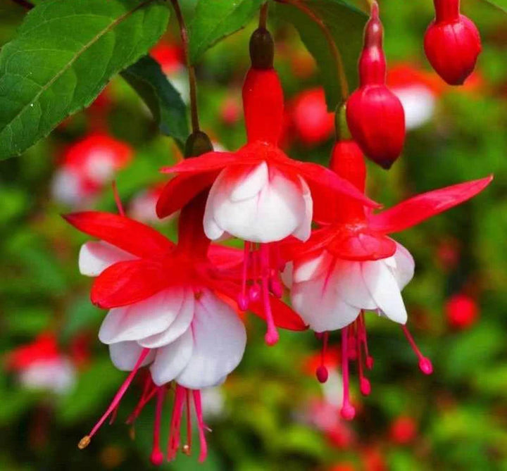 Heirloom Non-GMO Fuchsia Flower Seeds for Planting – Vibrant Hanging Blooms for Shade Gardens