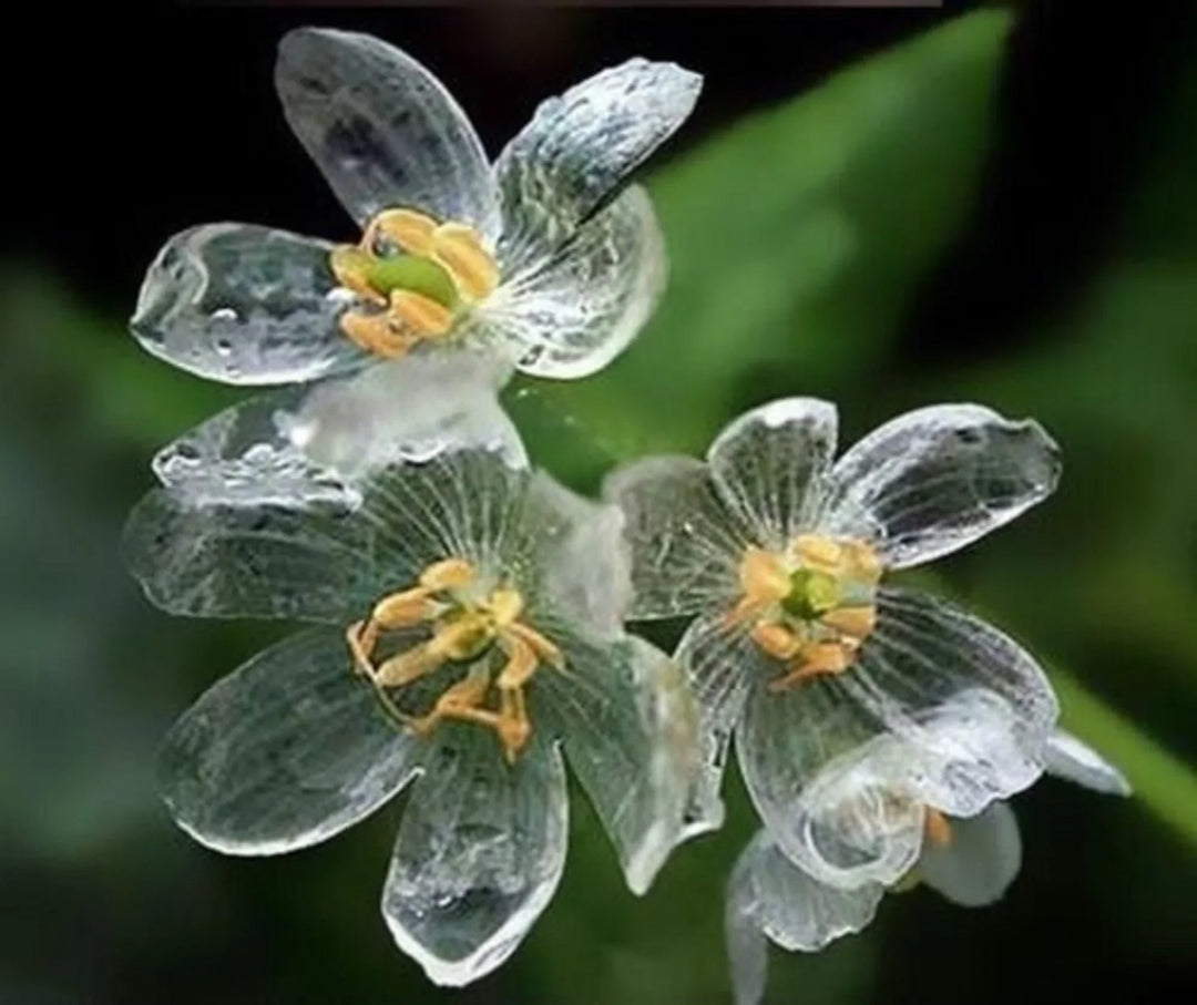 skeleton flower flower seeds