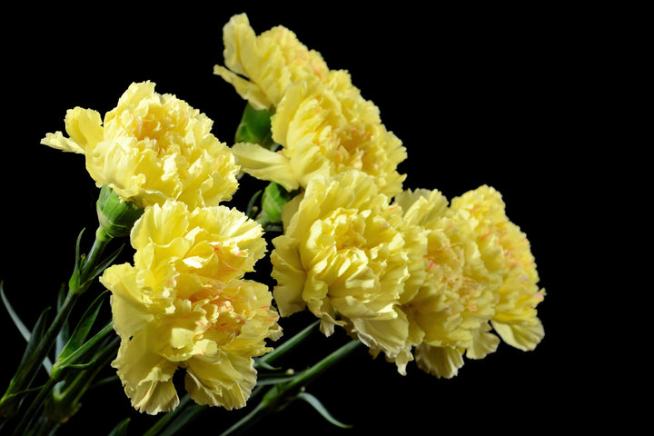 Light Yellow Carnation Flower Seeds for Planting – Heirloom, Non-GMO, High Germination Organic Garden Seeds