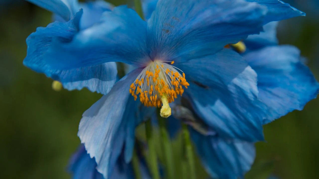 Double Hollyhock Sky Blue Flower Seeds for Planting 100 pcs