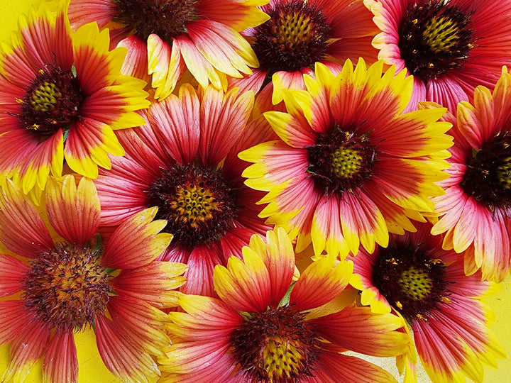 Heirloom Non-GMO Gaillardia Flower Seeds for Planting – Bright Drought-Tolerant Blooms | High Germination