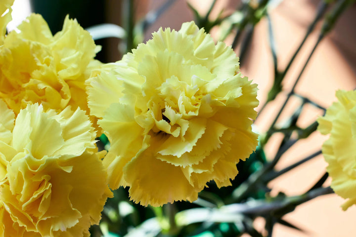 Light Yellow Carnation Flower Seeds for Planting – Heirloom, Non-GMO, High Germination Organic Garden Seeds