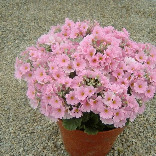 Pink Primula Malacoides Flower Seeds for Planting - 100 pcs