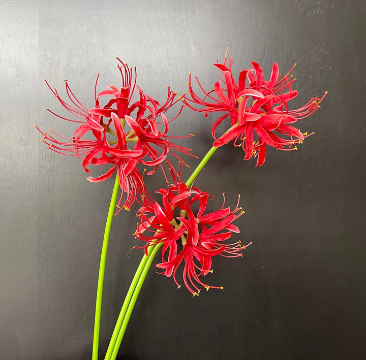 Pale Pink Higanbana Flower Seeds – Heirloom Non-GMO High Germination Organic Garden Planting Seeds