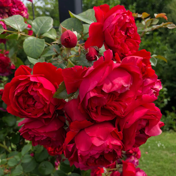 Rød Pink Klatrerose Blomsterfrø til udplantning - 100 stk